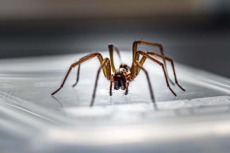 comment chasser les araignées et gestes qui attirent les araignées exemples