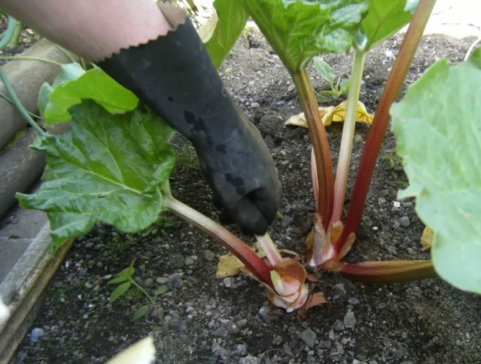 comment couper la rhubarbe pour qu elle repousse