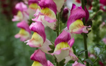 comment couper les fleurs fanées du muflier floraison coloré jardin feuilles vertes