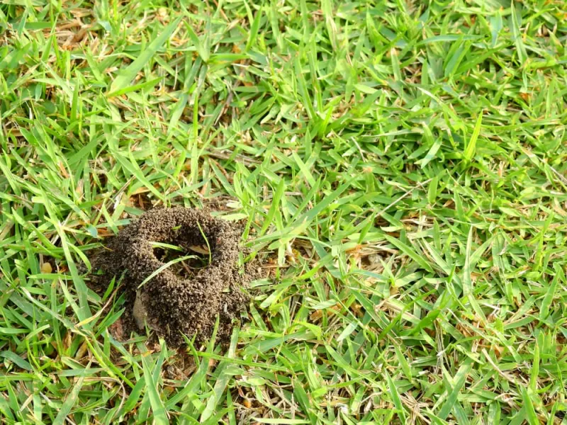 comment detruire nid de fourmis dans gazon produits naturels