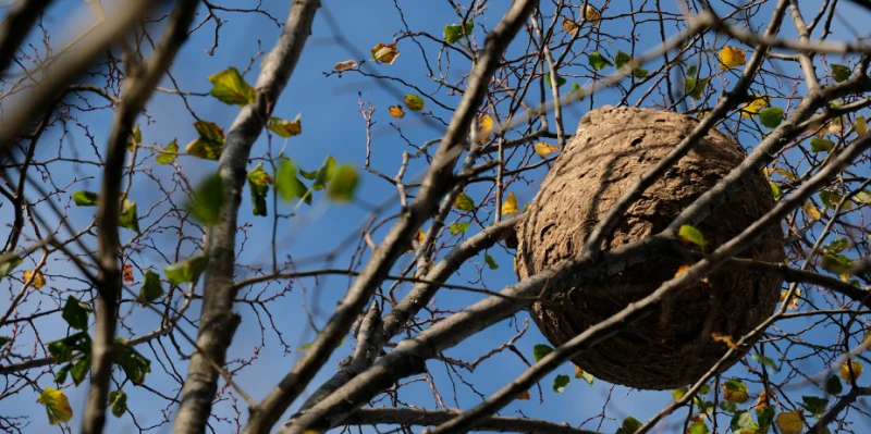 comment detruire un nid de frelon asiatique nid arbre