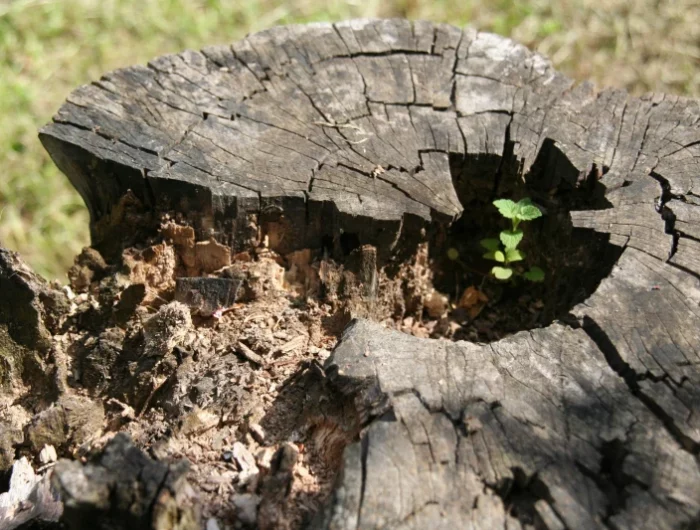 comment detruire une souche d'arbre naturellement