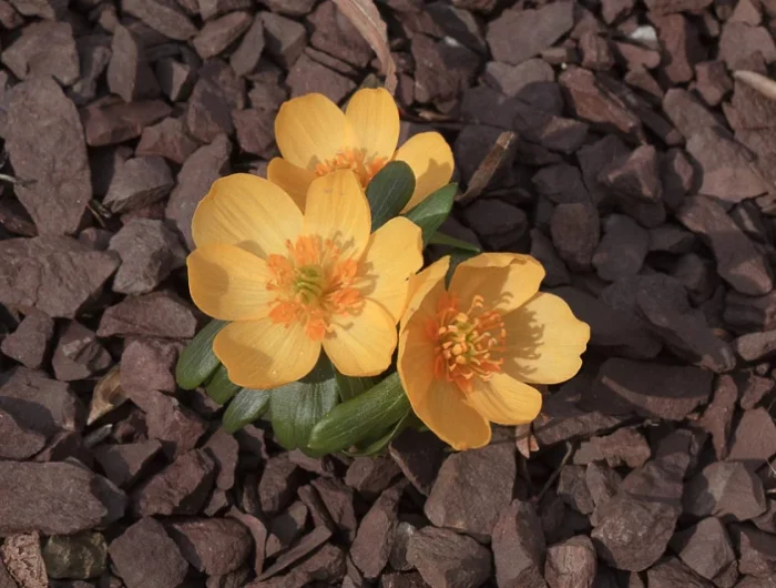 comment emepvher les plantes de geler fleurs jaunes copeaux de bois