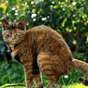 Comment éviter les crottes de chat dans le jardin et enlever la mauvaise odeur ?