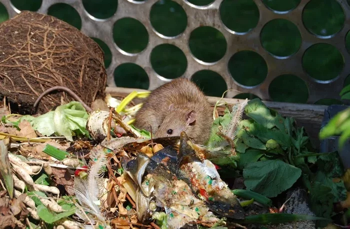 comment eviter les rats dans le compost
