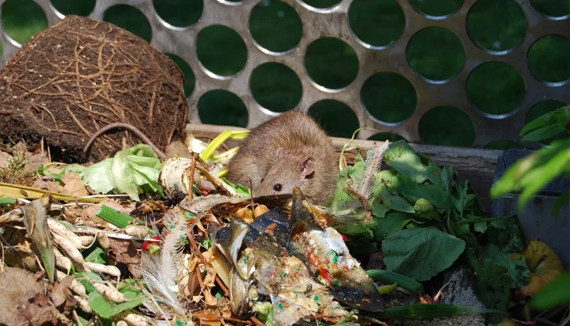 comment eviter les rats dans le compost