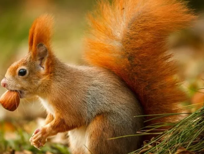 comment faire fuir unecureuil ecureuil sur herbe