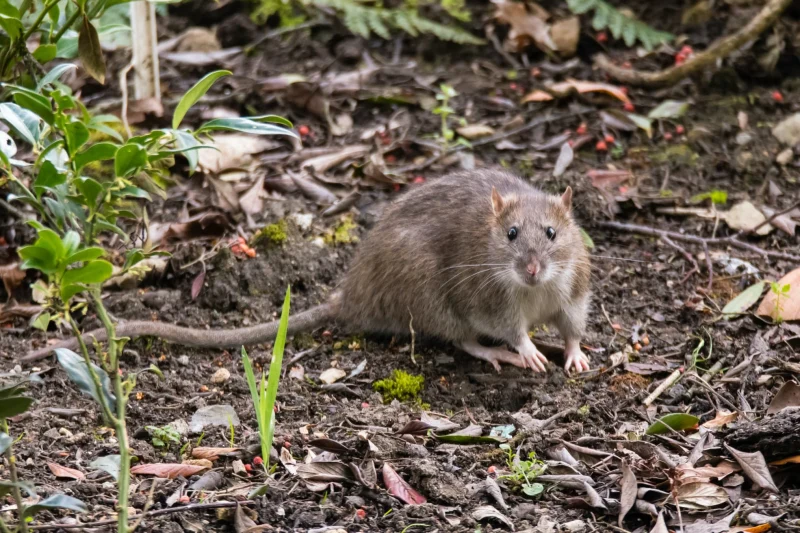 comment faire fuire les rats dans un jardin naturellement
