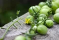 Comment faire mûrir des tomates vertes en automne ? Astuces testées