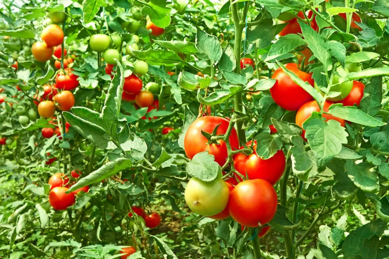 comment faire pour que les tomates murissent en fin de saison