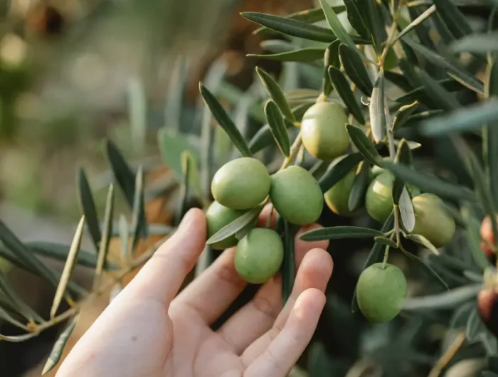 comment faire pousser un olivier plus vite cueillir des olives