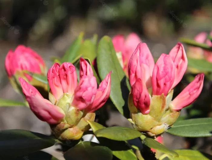 comment faire repartir un pied de rhododendron conseils