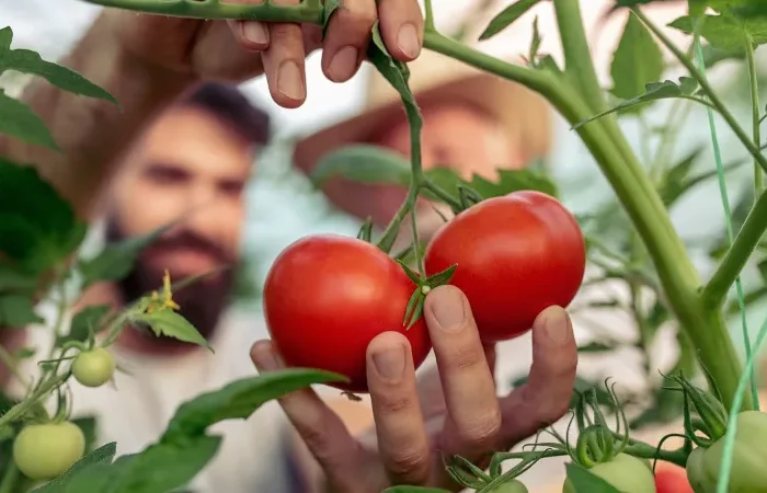 comment faire rougir les tomates sur pied