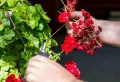 Comment hiverner les géraniums lierres : Astuces et conseils