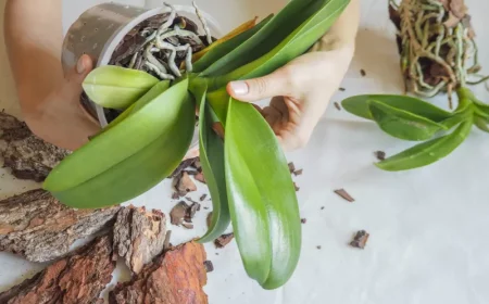 comment inspecter les racines d une orchidee conseils