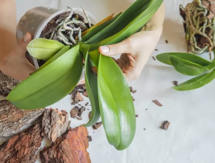 comment inspecter les racines d une orchidee conseils