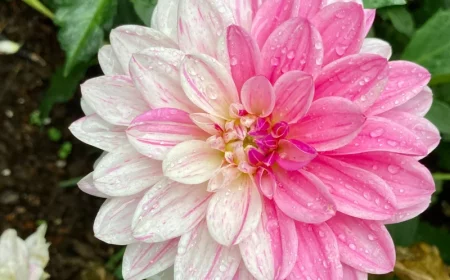 comment laisser les dalhias en hiver fleur bi couleur rose et blanc