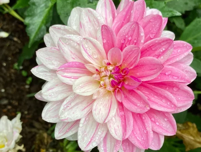 comment laisser les dalhias en hiver fleur bi couleur rose et blanc