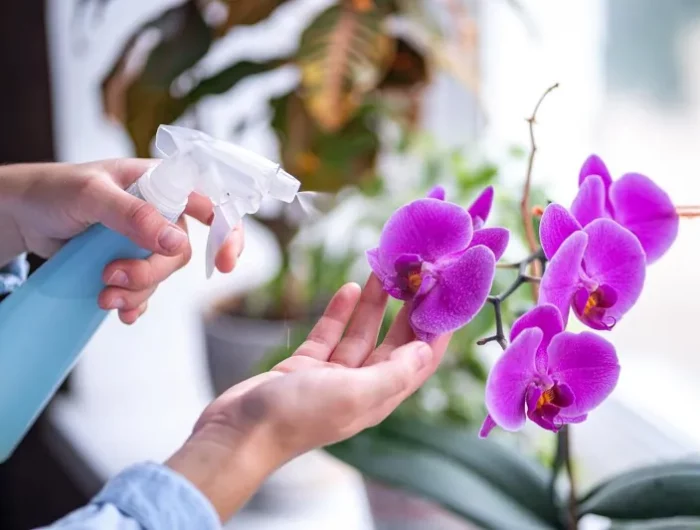 comment lutter contre les parasites sur une orchidee
