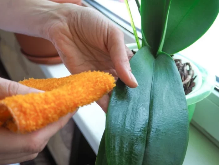 comment nettoyer les feuilles d orchidee avec citron main chiffon feuille verte