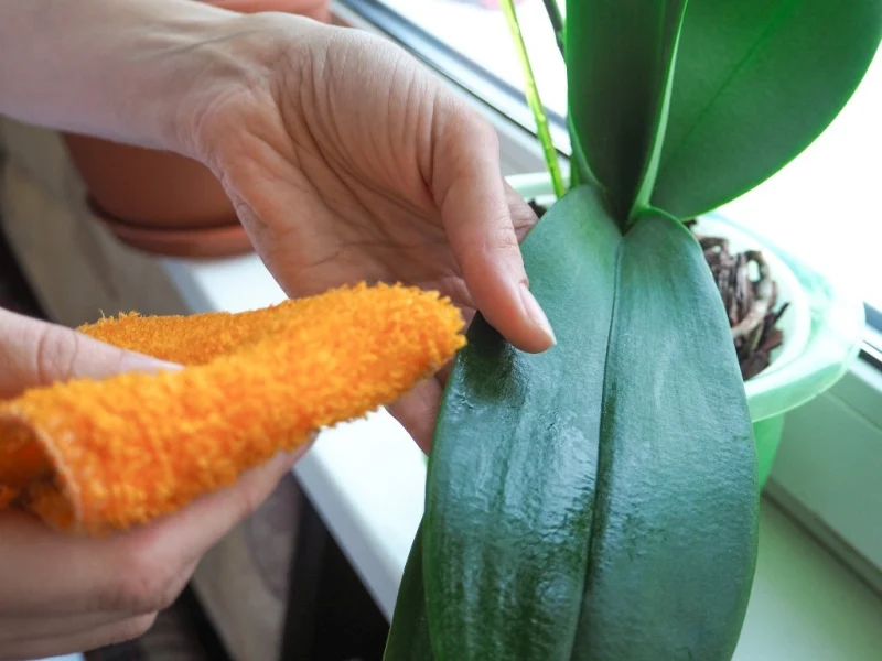 comment nettoyer les feuilles d orchidee avec citron main chiffon feuille verte