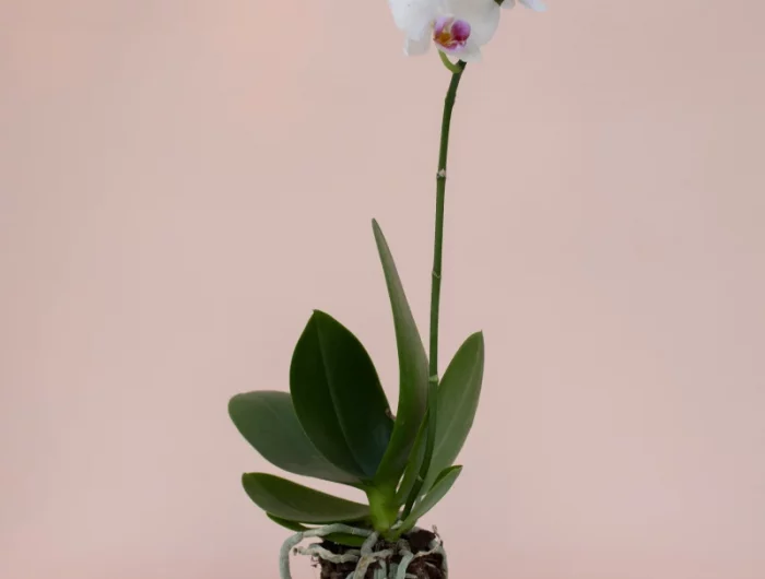 comment nettoyer les feuilles d orchidee avec du lait orchidee blanche en pot