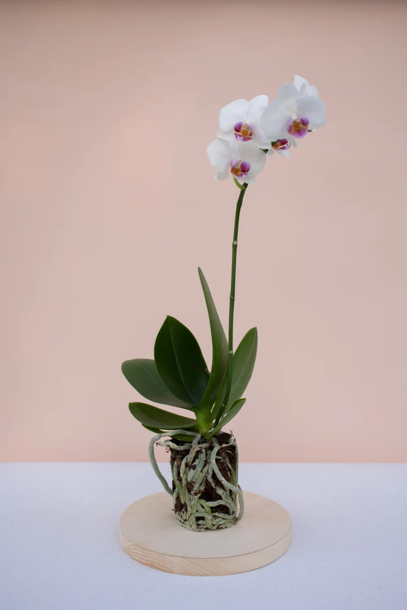 comment nettoyer les feuilles d orchidee avec du lait orchidee blanche en pot