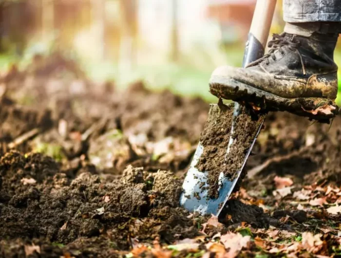 comment planter des graines de carottes ameublir le sol avant de planter