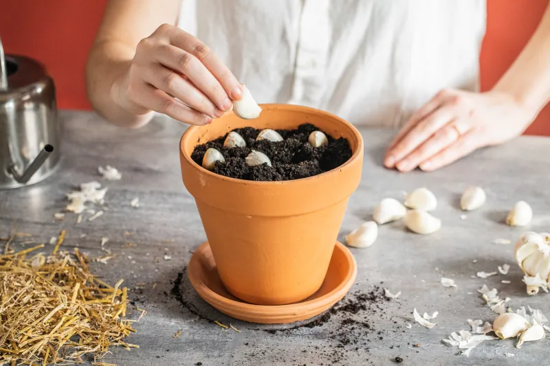 comment planter les gousses d ail dans un pot