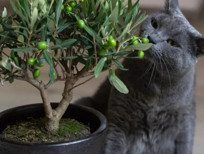 comment planter un olivier un pot d olivier et un chat gris