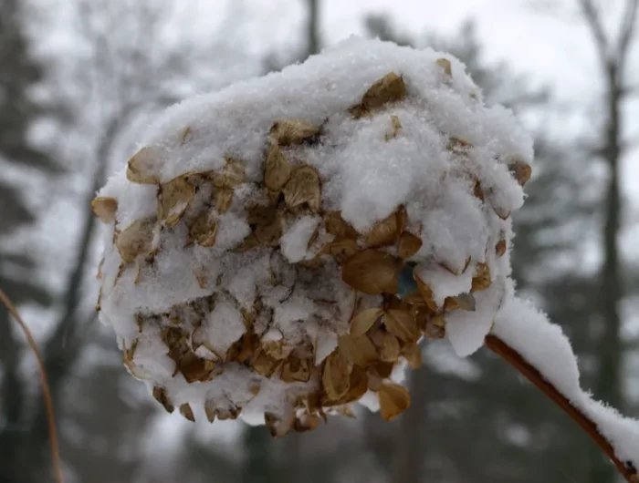 comment proteger l hortensia du froid d hiver astuces
