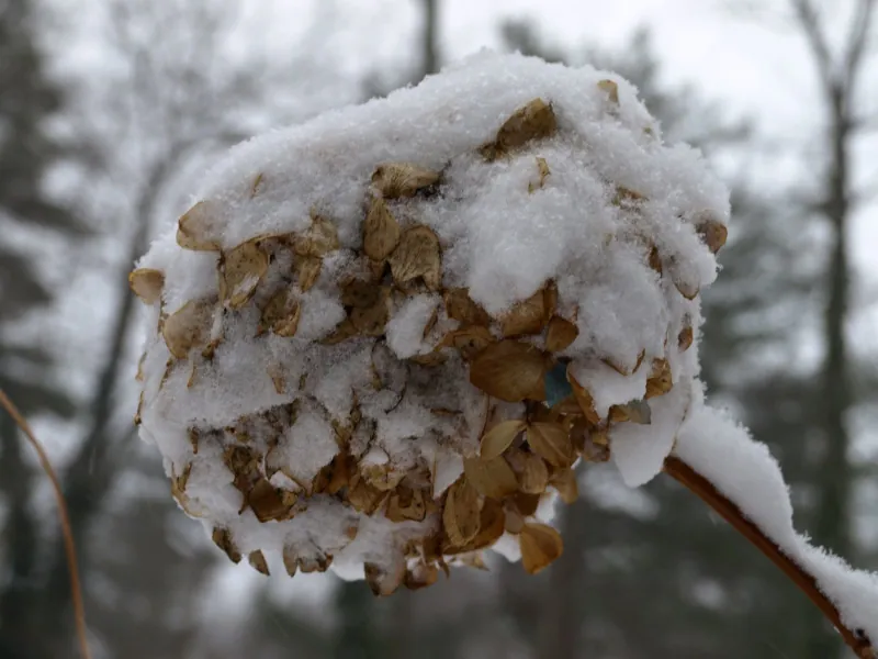 comment proteger l hortensia du froid d hiver astuces