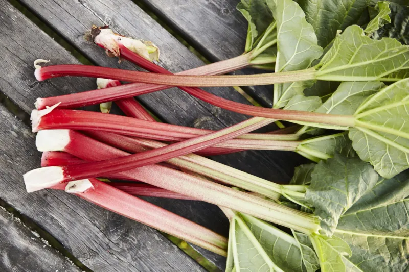 comment recolter la rhubarbe astuces et conseils