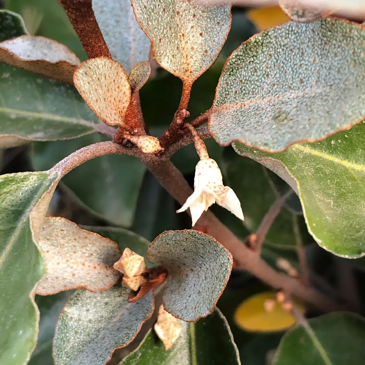 comment reussir la culture de l elaeagnus x ebbignei