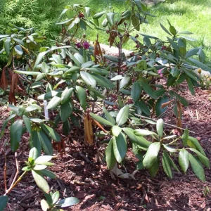 Comment sauver un rhododendron sec ? Astuces testées et approuvées