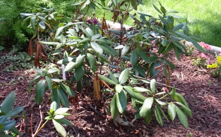 comment sauver un rhododendron sec a cause de la canicule