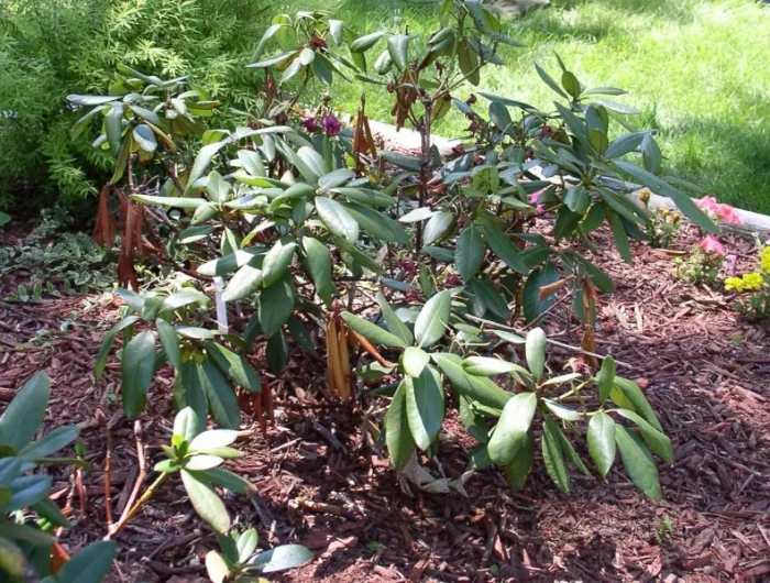 comment sauver un rhododendron sec a cause de la canicule