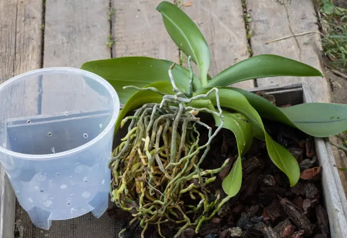 comment sauver une orchidee fanee par le rempotage