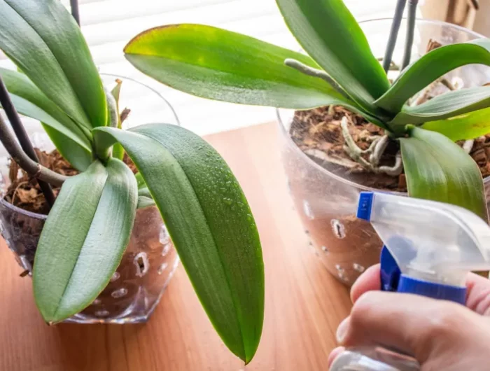 comment sauver une orchidee seche ou trop arrosee
