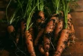 Comment peut-on semer des carottes d’hiver en septembre ?