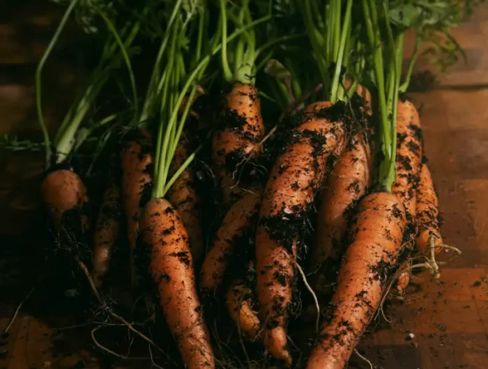 comment savoir quand recolter les carottes carottes couvertes de terreau