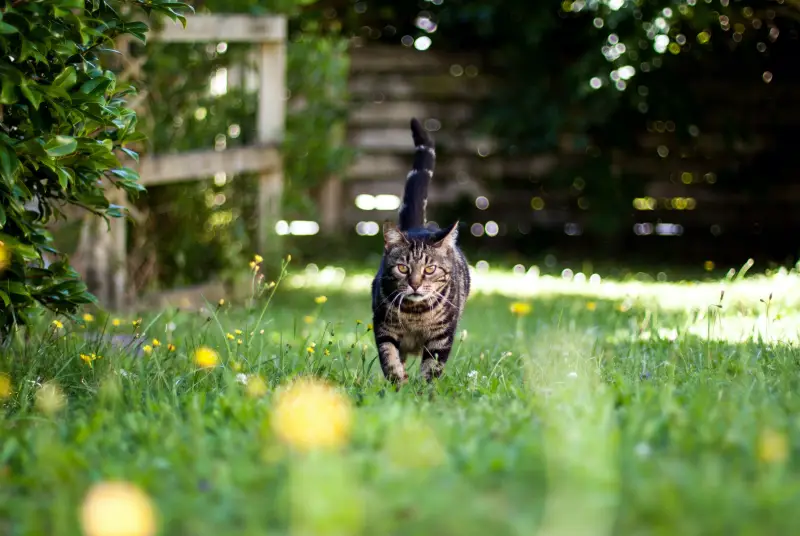 How to get rid of invasive cats in the yard