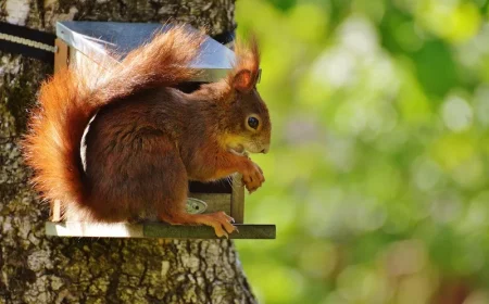 comment se debarrasser des ecureuils lanimal dans une maison doiseaux
