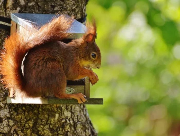 comment se debarrasser des ecureuils lanimal dans une maison doiseaux