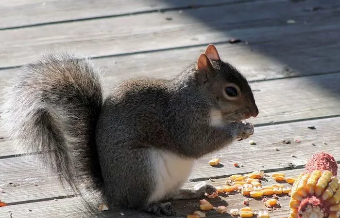 comment se débarrasser des ecureuils dans les mangeoires lanimal mange mais