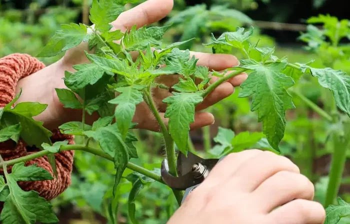 comment tailler les tomates couper les feuilles de tomates