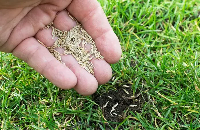 comment еpaissir une pelouse aprеs la premiеre semence