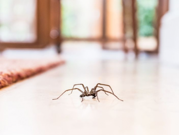 common house spider on the floor in a home royalty free image 1568322713