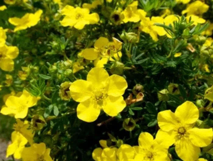 croissance rapide arbuste de haie potentilla fruticosa