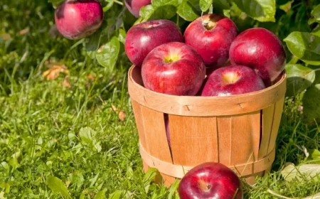 cueillette des pommes comment les conserver après récolte pour les faire durer